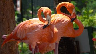 Nature Bird Wildlife