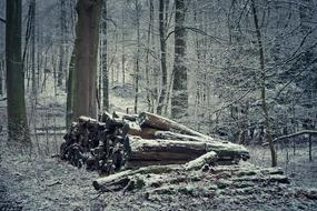 Forest Nature Landscape