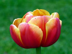 Tulip Red Yellow