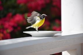 Nature Outdoor Garden