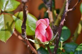 Rose Bloom Red