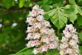 Chestnut Blossom