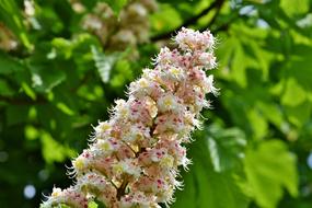 Chestnut Blossom