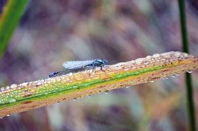 Nature Insect Outdoors