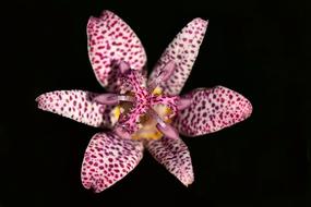 Spurge Griffith'S Euphorbia