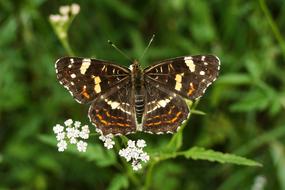 Butterfly Day Nature Insect At The