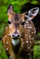 Deer Animals Wildlife