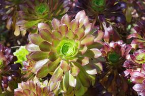 Nature Plant Flower