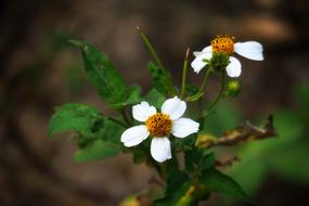 Ghost Of The Needle Ju Nature