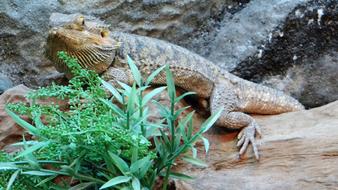 Lizard Nature Wild Life