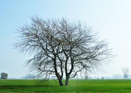 Landscape Tree Nature