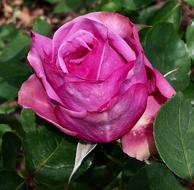 Pink Rose Pimpollo Rosa