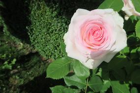 Flower Rose Plant