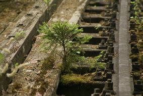 Tree Rail Moss
