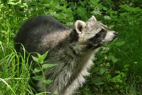 Raccoon Zoo Planckendael