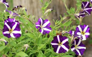 Petunia Purple Flowers Flower