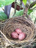 red eggs in the nest