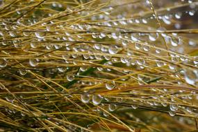 Fog Blades Of Grass Drop Water