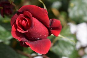 the red rose is gorgeous