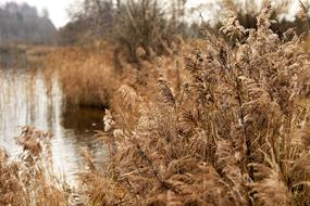 Nature Reed River
