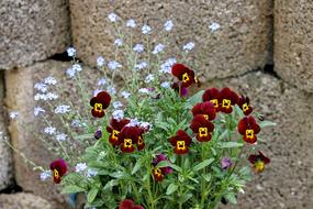 Pansy Violet Plant Forget Me Not