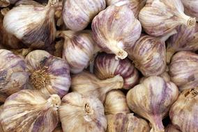 fresh garlic harvest