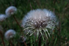 Nature Plant Dandelion