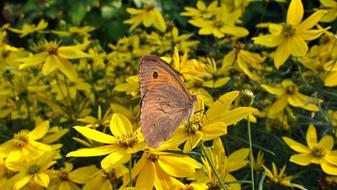 Nature Flower Butterfly