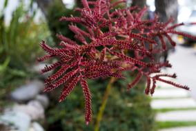 Nature Tree Outdoors