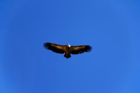 Birds Bird Of Prey Wild Life