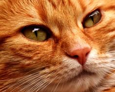 red cat with a mustache, close-up