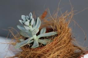 Nature Flora Desktop