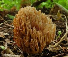 Coral Fungus Mushroom Nature