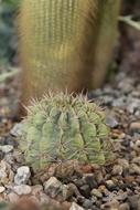 Cactus Thorn Scratchy