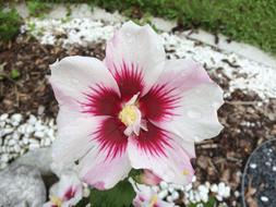 white flower with a pink center