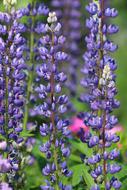 Lupine Flower Nature