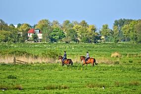 Rider Equestrian Horsewoman