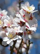 Almond Tree In Blossom Flower