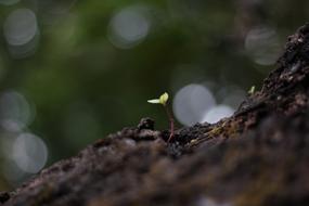 Luxuriant Tree Nature