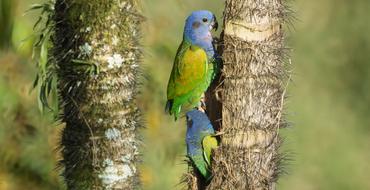 Nature Tree Birds Wildlife