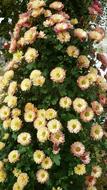 Asters-Tree Flower Decorative