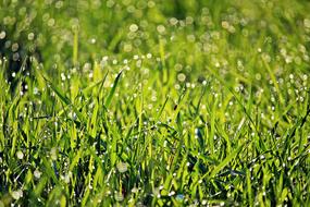 Grass Dew Spring