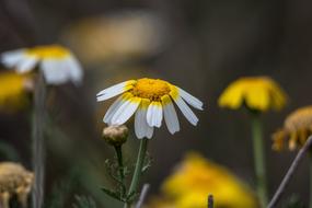 Flower Nature Plant Open