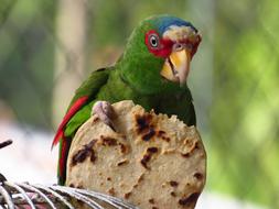 a beautifully colored parrot on a branch