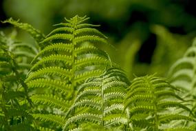 Ferns Leaf Plant