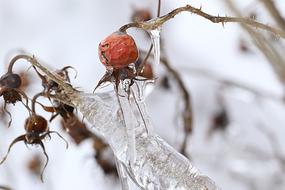 Rosehip Nature Closeup