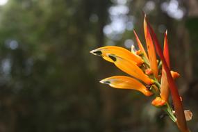 Nature Open Air Flower