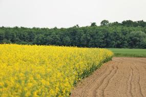 Rapeseed Meadow Brassica Napus