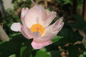 Plant Natural Flowers