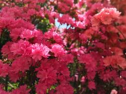 the red bouquets are beautiful